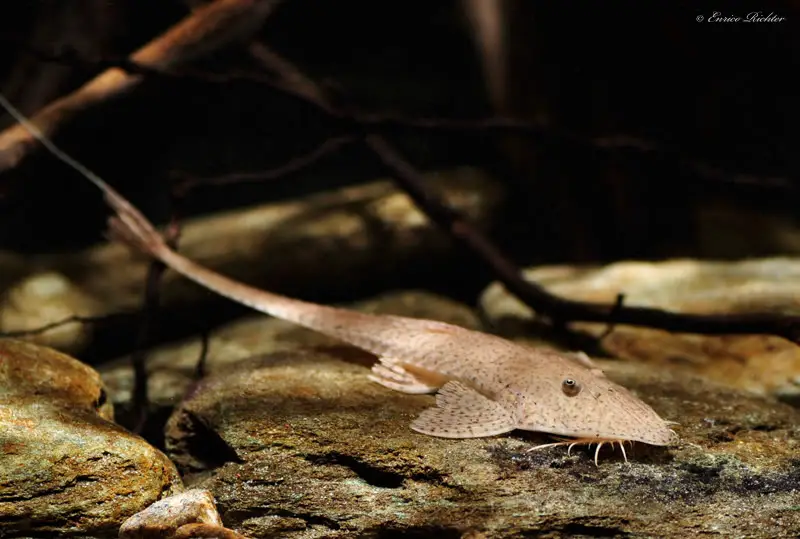 Pseudohemiodon laticeps photo