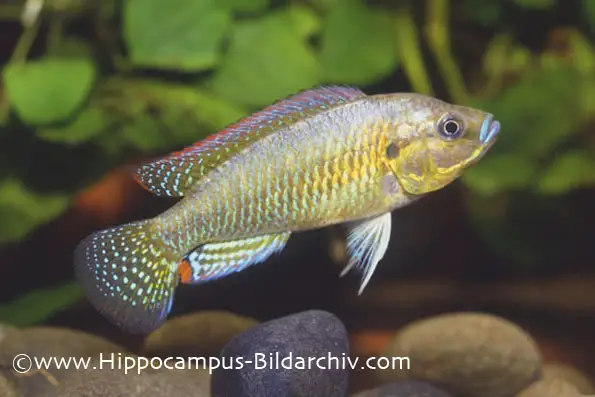 Pseudocrenilabrus philander photo