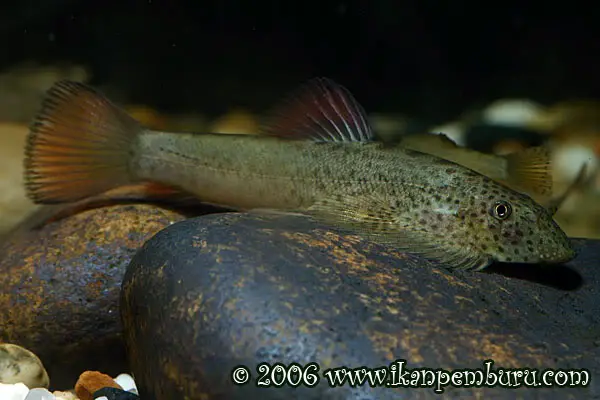 Pseudogastromyzon laticeps photo