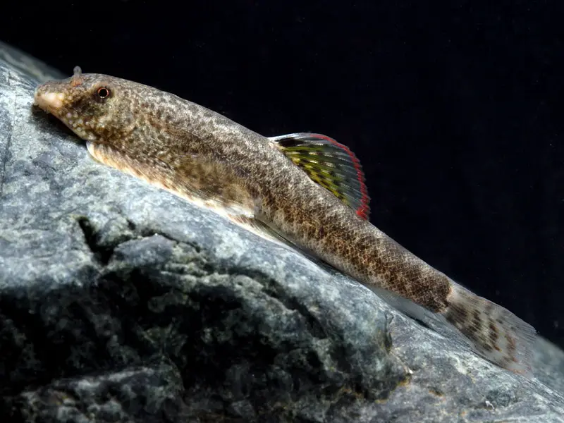 Pseudogastromyzon myersi photo