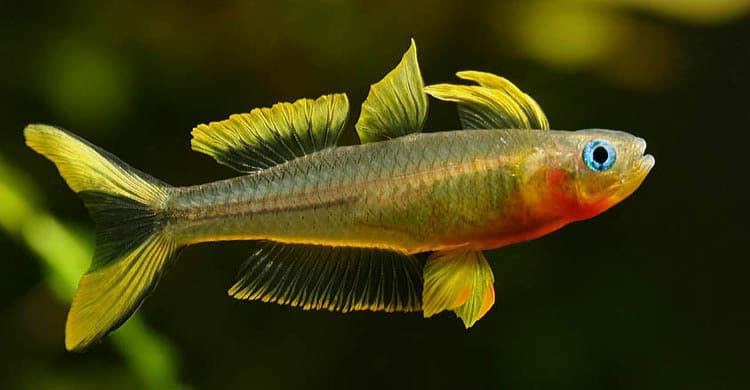 Pseudomugil furcatus photo