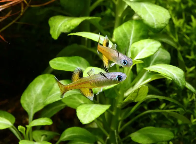 Pseudomugil signifer photo