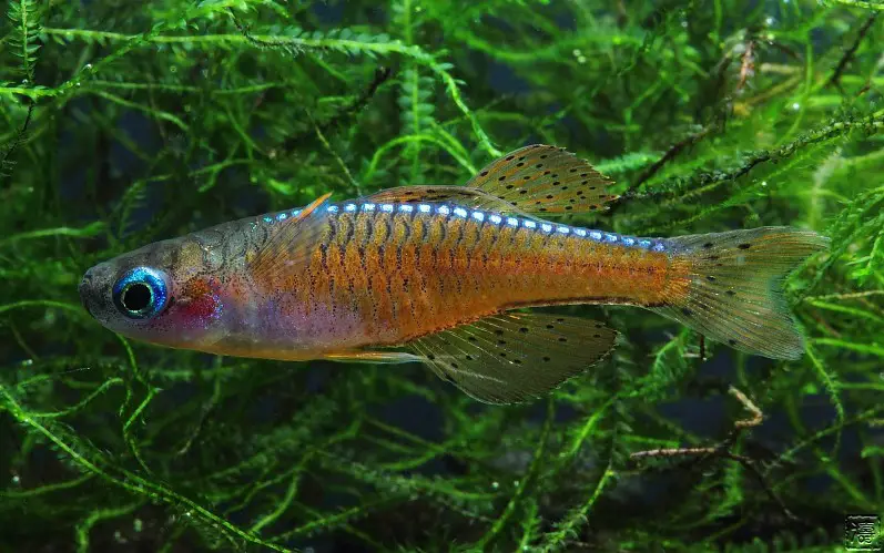 Pseudomugil sp. red neon photo