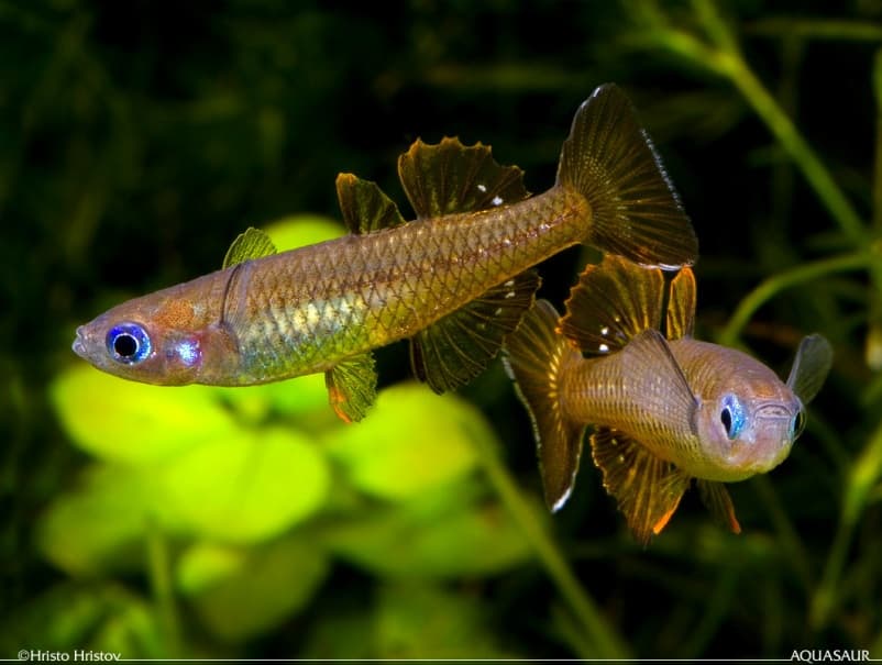Pseudomugil tenellus photo