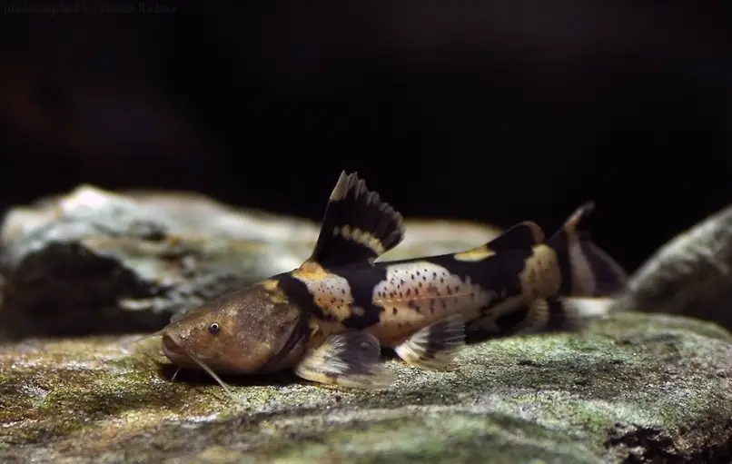 Pseudopimelodus bufonius photo