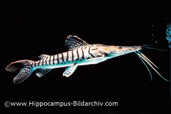 Pseudoplatystoma fasciatum photo