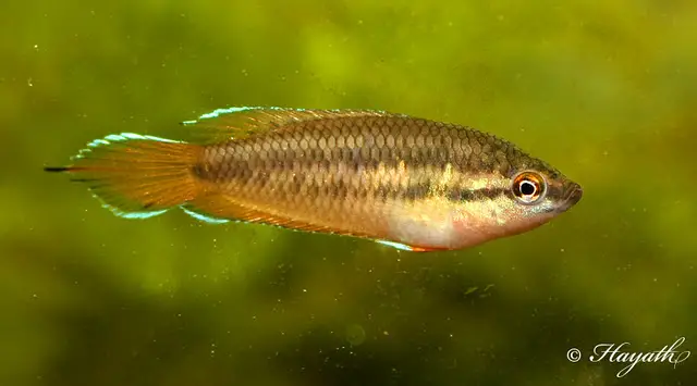 Pseudosphromenus dayi photo