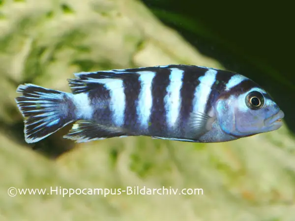 Pseudotropheus demasoni photo