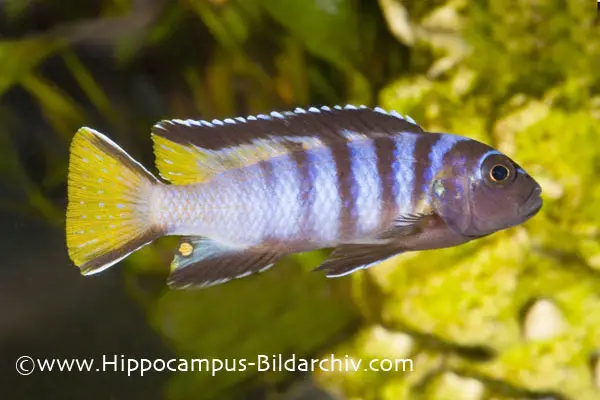Pseudotropheus elongatus photo