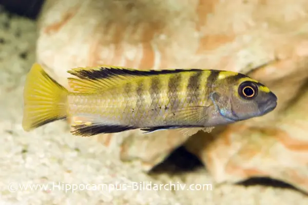 Pseudotropheus flavus photo