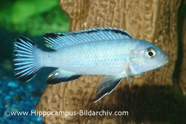 Pseudotropheus socolofi photo