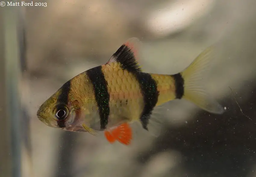 Puntigrus anchisporus photo