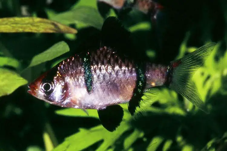 Puntigrus pulcher photo