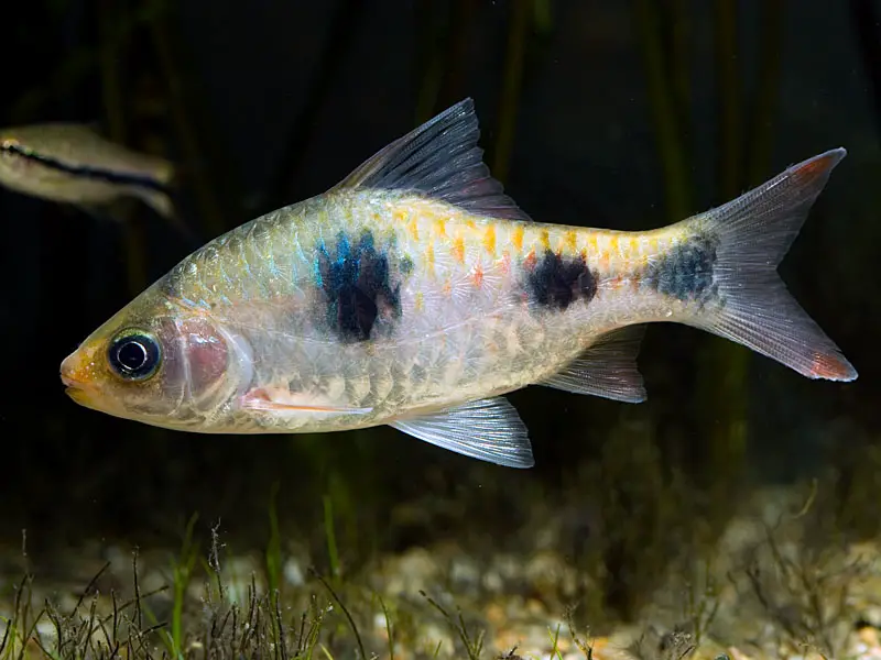 Dawkinsia rubrotinctus photo