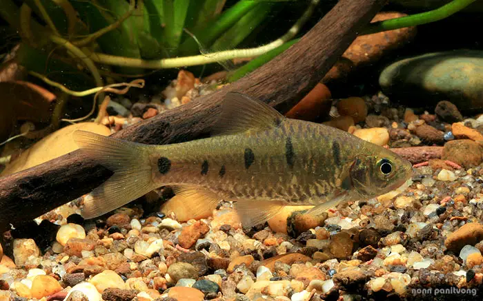 Barbodes aurotaeniatus photo