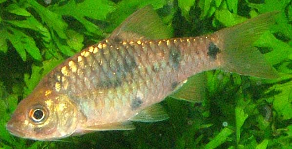 Barbodes banksi photo