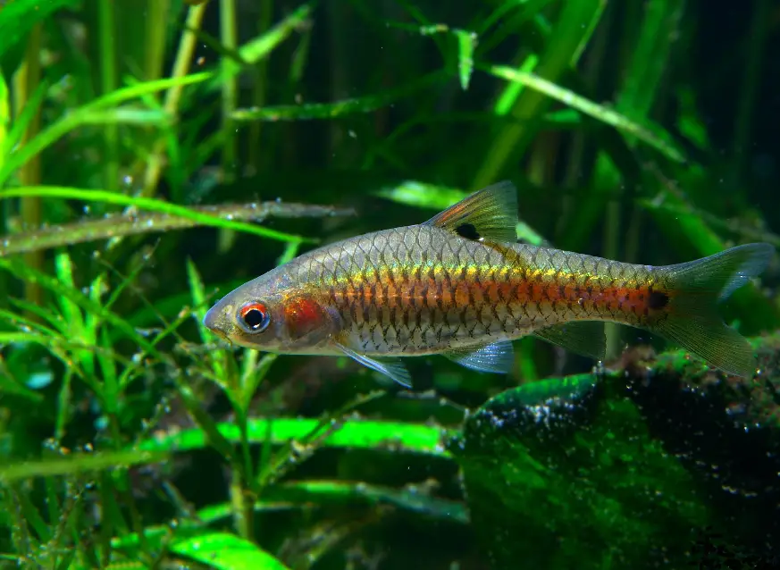 Puntius bimaculatus photo