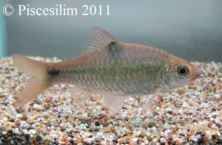 Barbodes binotatus photo