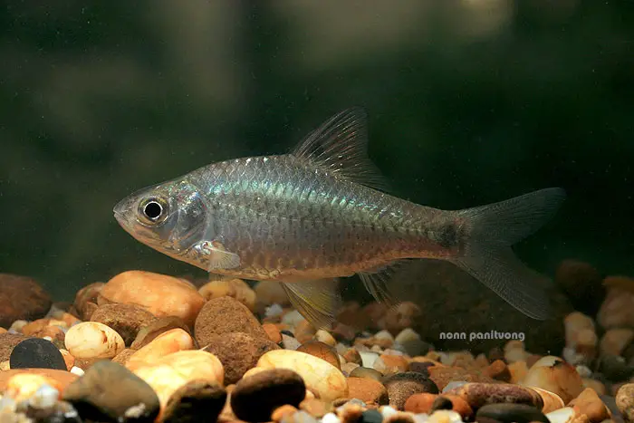 Puntius chola photo