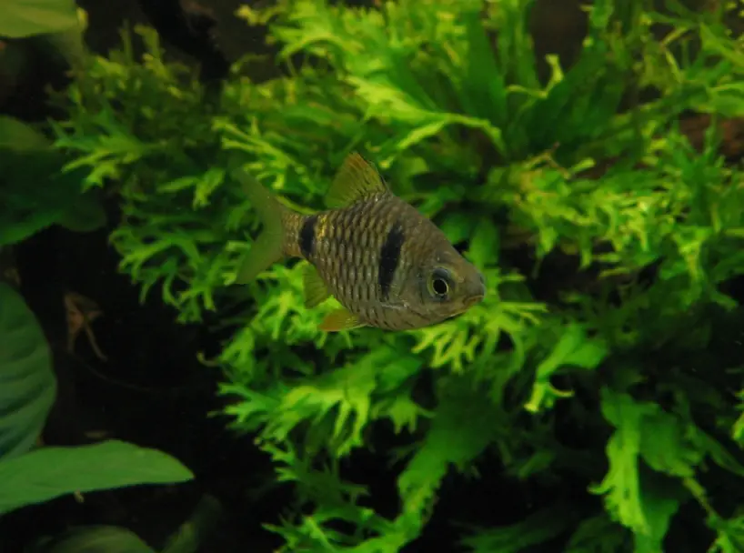 Pethia cumingii photo