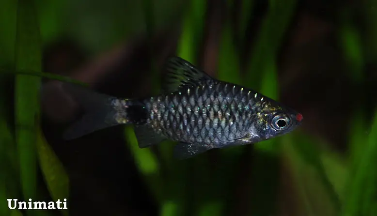 Pethia erythromycter photo