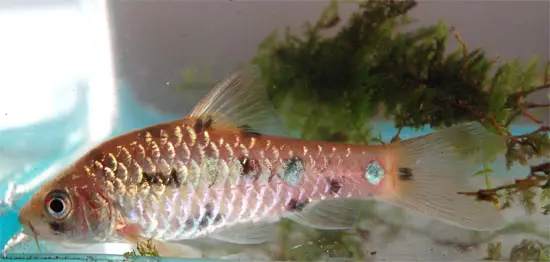 Barbodes everetti photo