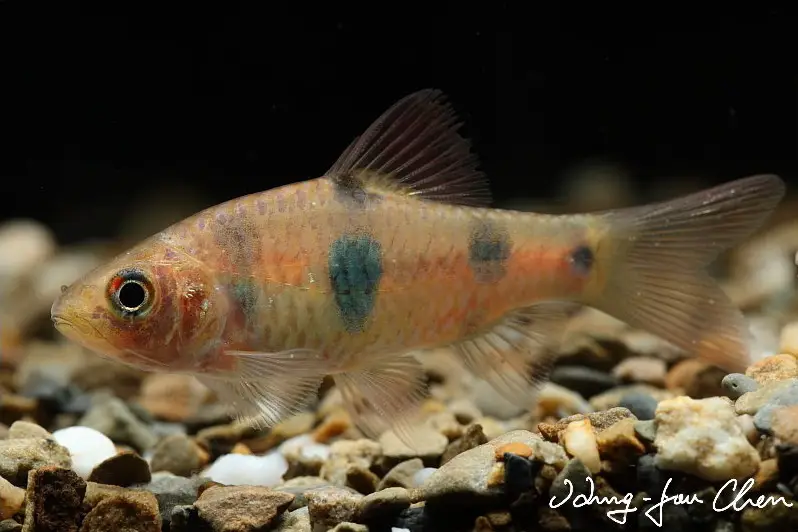 Barbodes dunckeri photo