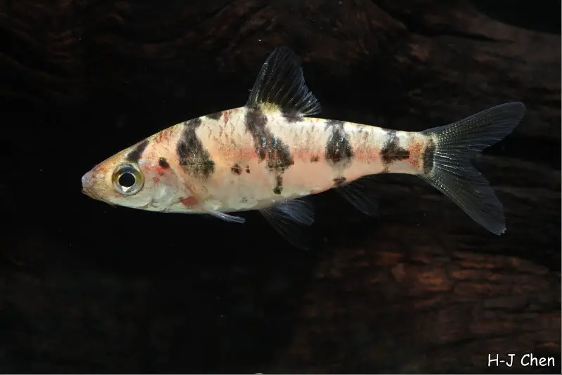 Desmopuntius foerschi photo