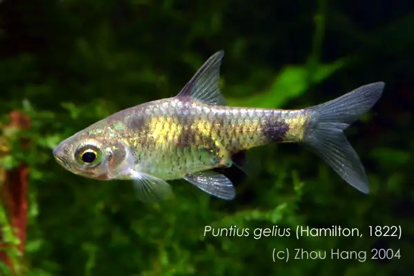 Pethia aurea photo