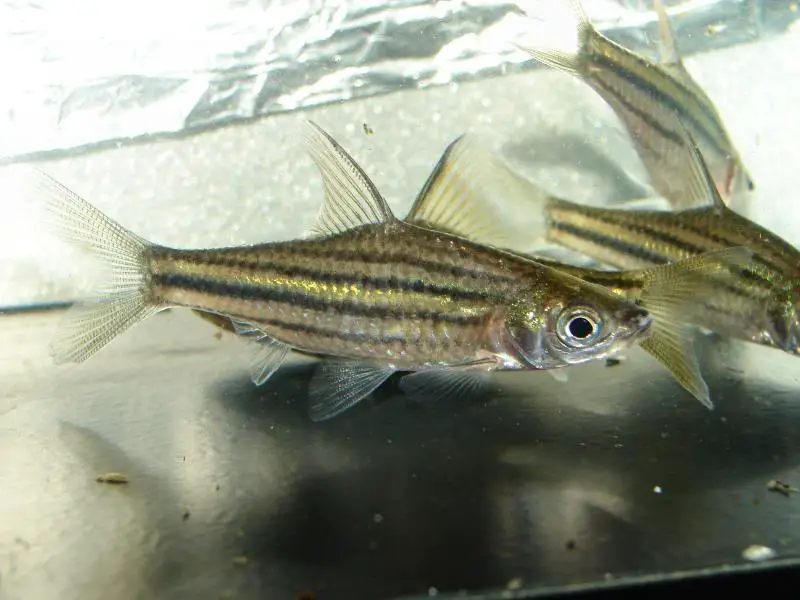 Desmopuntius gemellus photo
