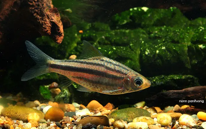 Desmopuntius johorensis photo