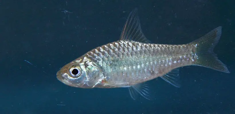 Puntius kamalika photo