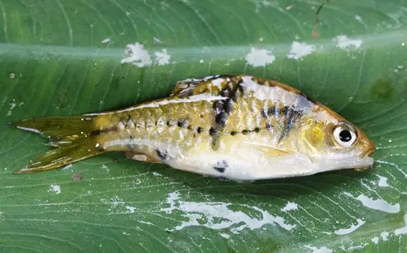 Barbodes kuchingensis photo