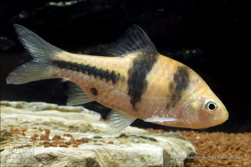 Barbodes lateristriga photo