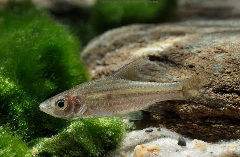 Puntius lineatus photo