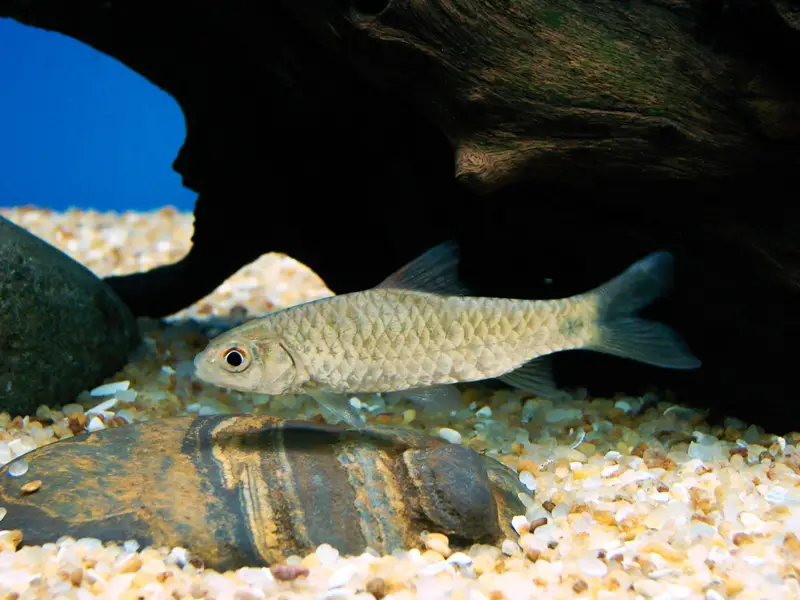 Puntius mahecola photo