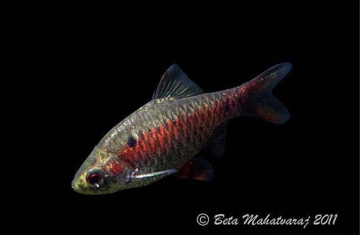 Pethia manipurensis photo