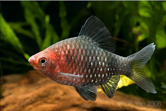 Pethia nigrofasciata photo