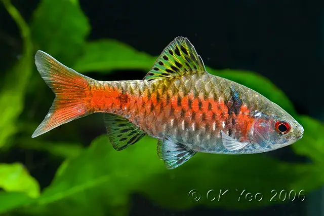 Pethia padamya photo