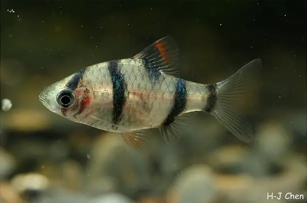 Puntigrus partipentazona photo