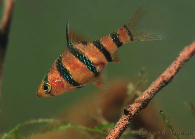 Desmopuntius pentazona photo