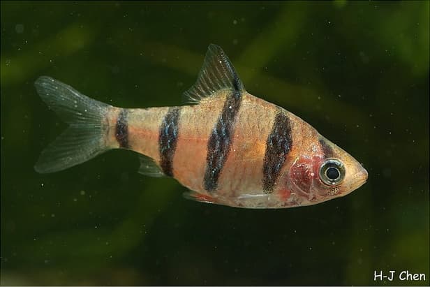 Desmopuntius hexazona photo