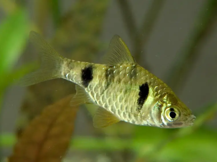 Pethia phutunio photo