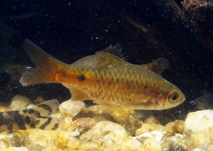 Pethia pookodensis photo