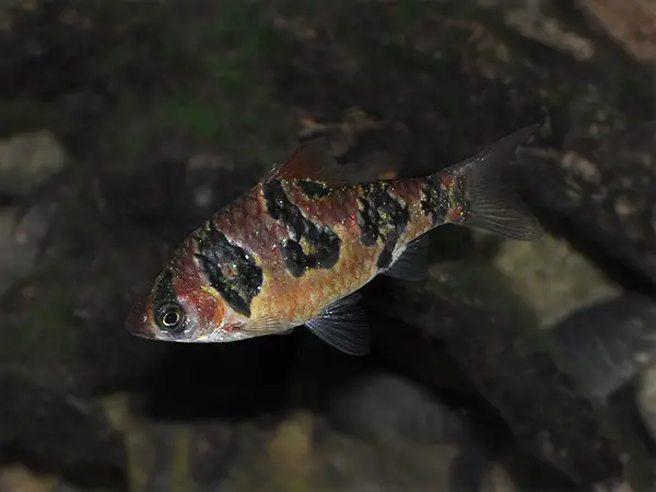 Desmopuntius rhomboocellatus photo