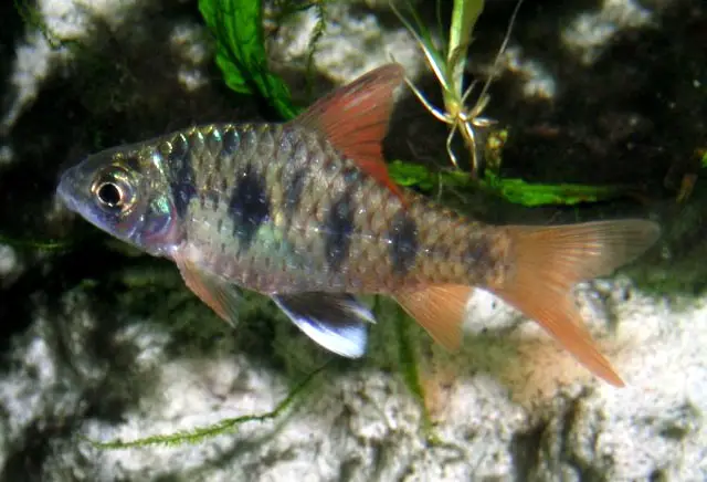 Puntius sahyadriensis photo