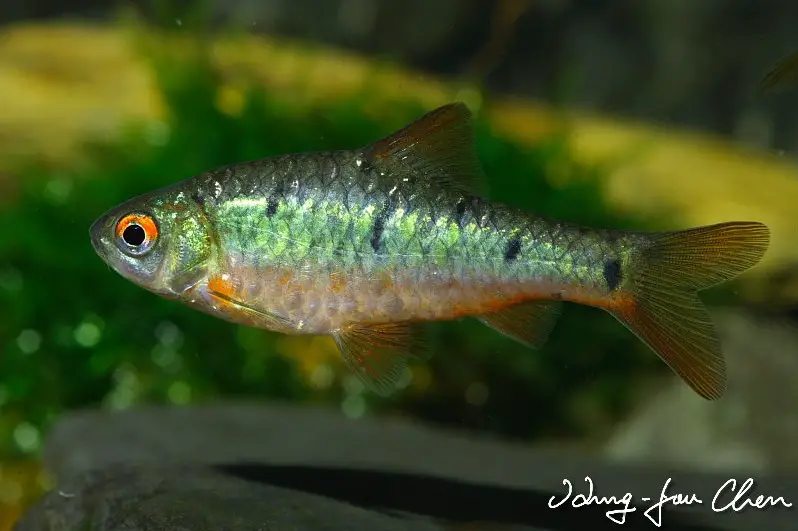 Barbodes semifasciolatus photo