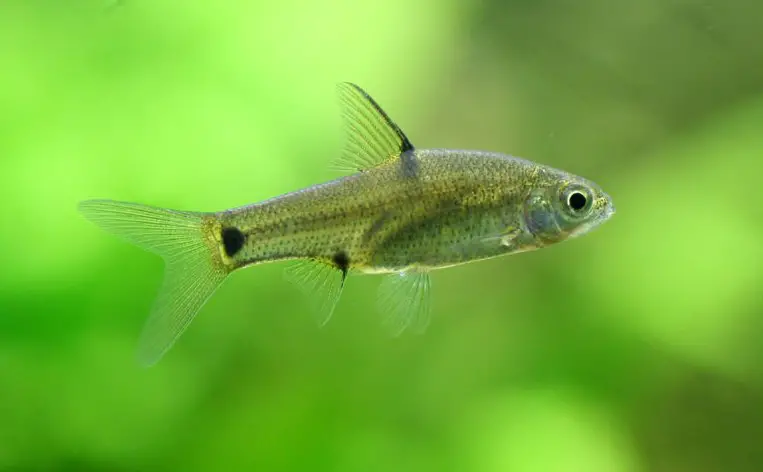 Puntius sharmai photo