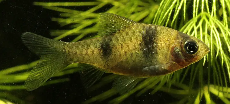 Pethia sp. myanmar photo