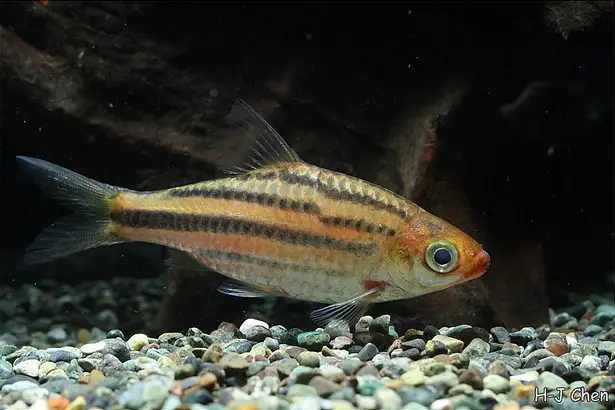 Desmopuntius trifasciatus photo